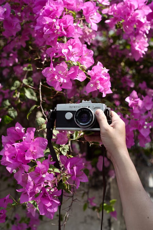 Free A person taking a photo of flowers with a camera Stock Photo