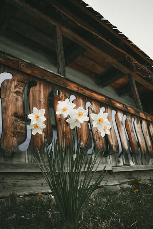 Kostnadsfri bild av blommor, blomning, hus