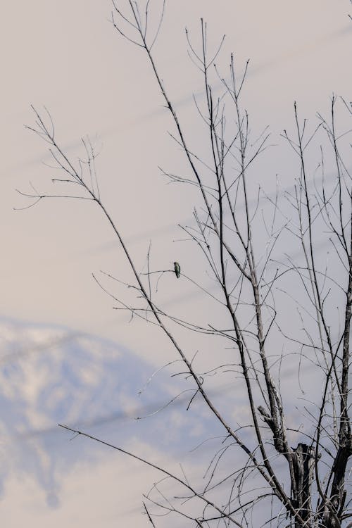 Bird Perching on Branch in Winter
