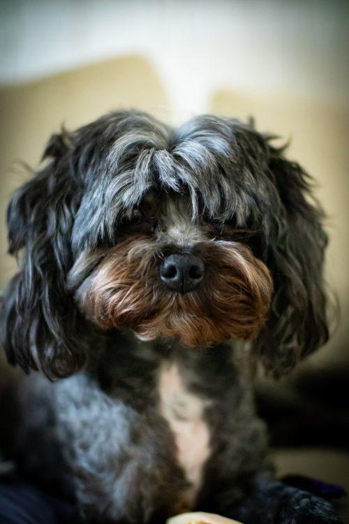 Free Close-up of a cute Shih Tzu dog with a fluffy coat indoors. Stock Photo