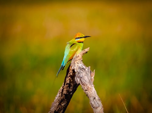 Foto profissional grátis de Abelharuco arco-íris, ave, empoleirar