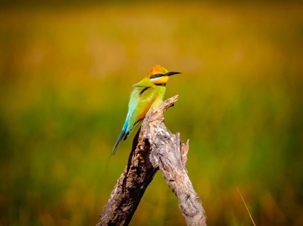 Gratis lagerfoto af dyrefotografering, eng, fugl