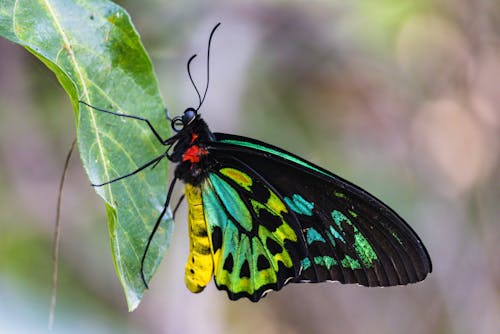 Kostenloses Stock Foto zu blatt, Cairns-Vogelflügel, insekt