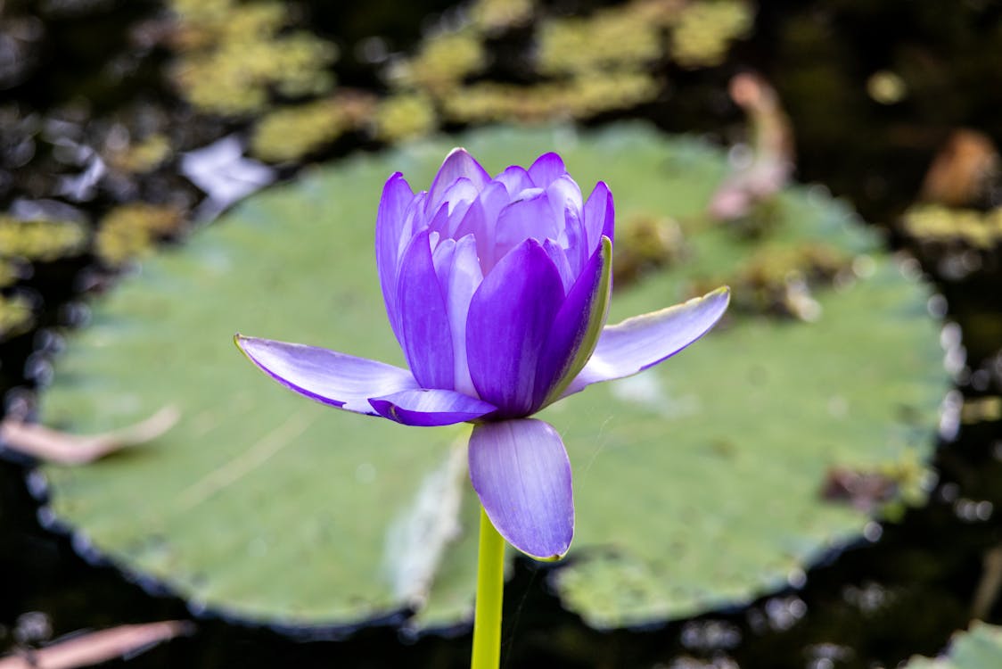 Ilmainen kuvapankkikuva tunnisteilla järvi, kasvi, kukka