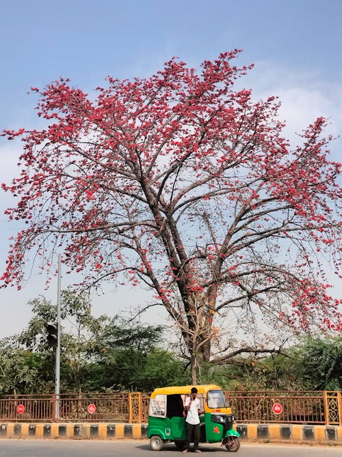 A man riding a rickshaw next to a tree with red flowers