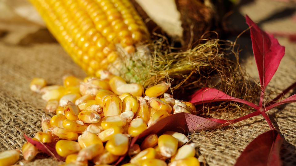 Maize kernels and a cob on sacking