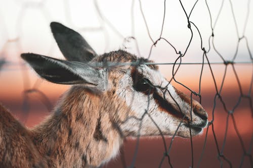 Close-Up Photo of Deer Near Fence