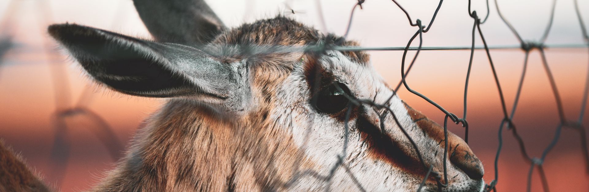 Close-up shot of a gazelle with focus on its head behind a wire fence, captured in Namibia.
