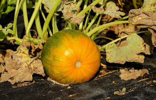 农场里，一个成熟的南瓜在绿色藤蔓和阳光照射的叶子中生长