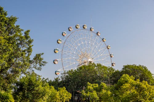 Fotos de stock gratuitas de arboles, bosque, cielo limpio