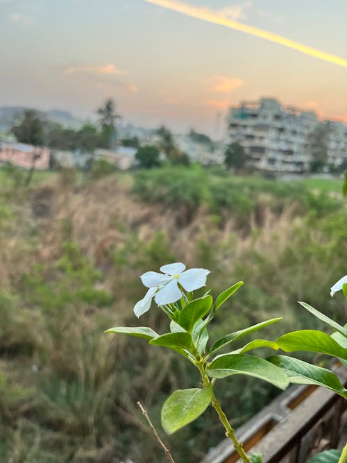 beyaz, çiçek, gökyüzü içeren Ücretsiz stok fotoğraf