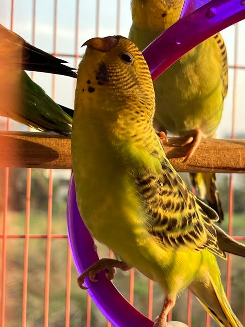 Fotos de stock gratuitas de pájaro