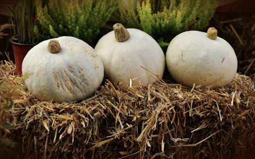 Free White Round Vegetable Piled on Hay Near Green Leaf Plant Stock Photo