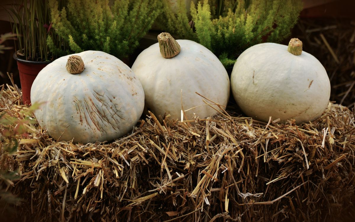 Three white pumpkins resting on straw bales surrounded by greenery
