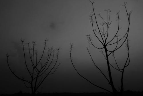 Barren Tree