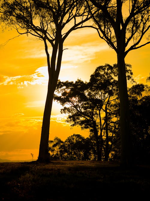 夕日を背景, 森林, 美しい夕日の無料の写真素材