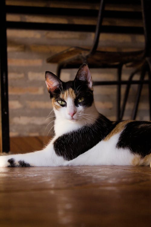 A calico cat laying on the floor in front of a table