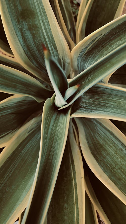 Foto profissional grátis de agave, aumento, fechar-se