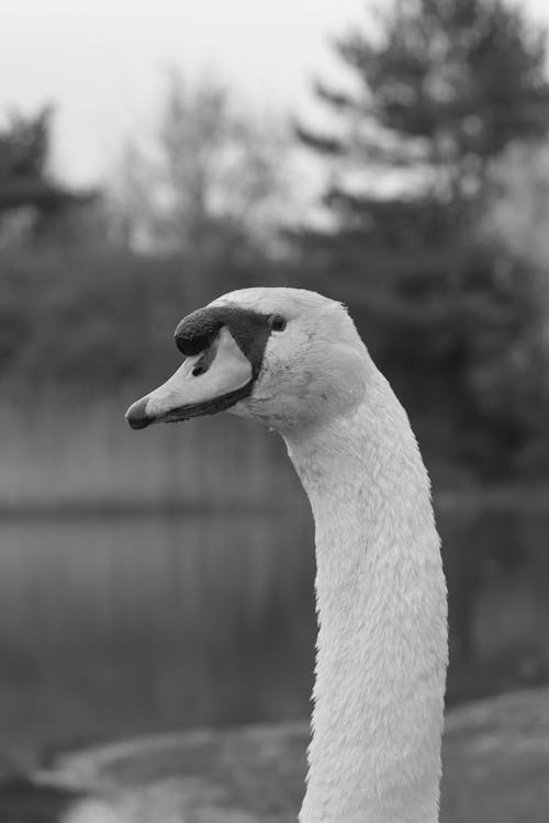 Fotos de stock gratuitas de blanco y negro, cisne, cuello largo