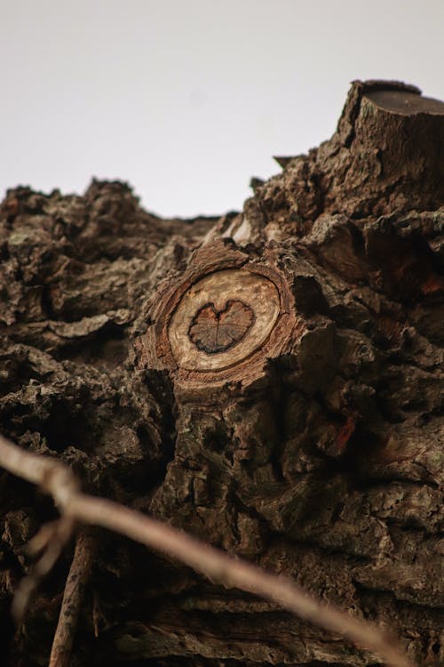 A close up of a tree trunk with a heart carved into it