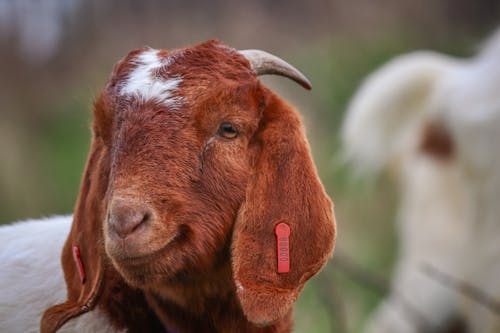 Ilmainen kuvapankkikuva tunnisteilla boer vuohi, eläinkuvaus, karja