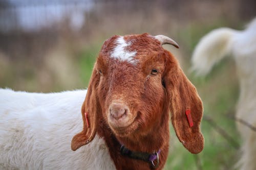 Fotobanka s bezplatnými fotkami na tému búrska koza, cicavec, farma