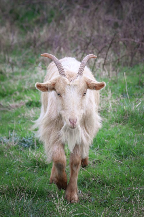 A goat with long horns is walking through a field