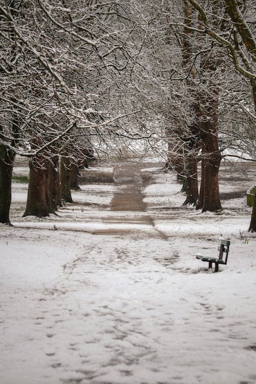 A bench in the snow next to a path