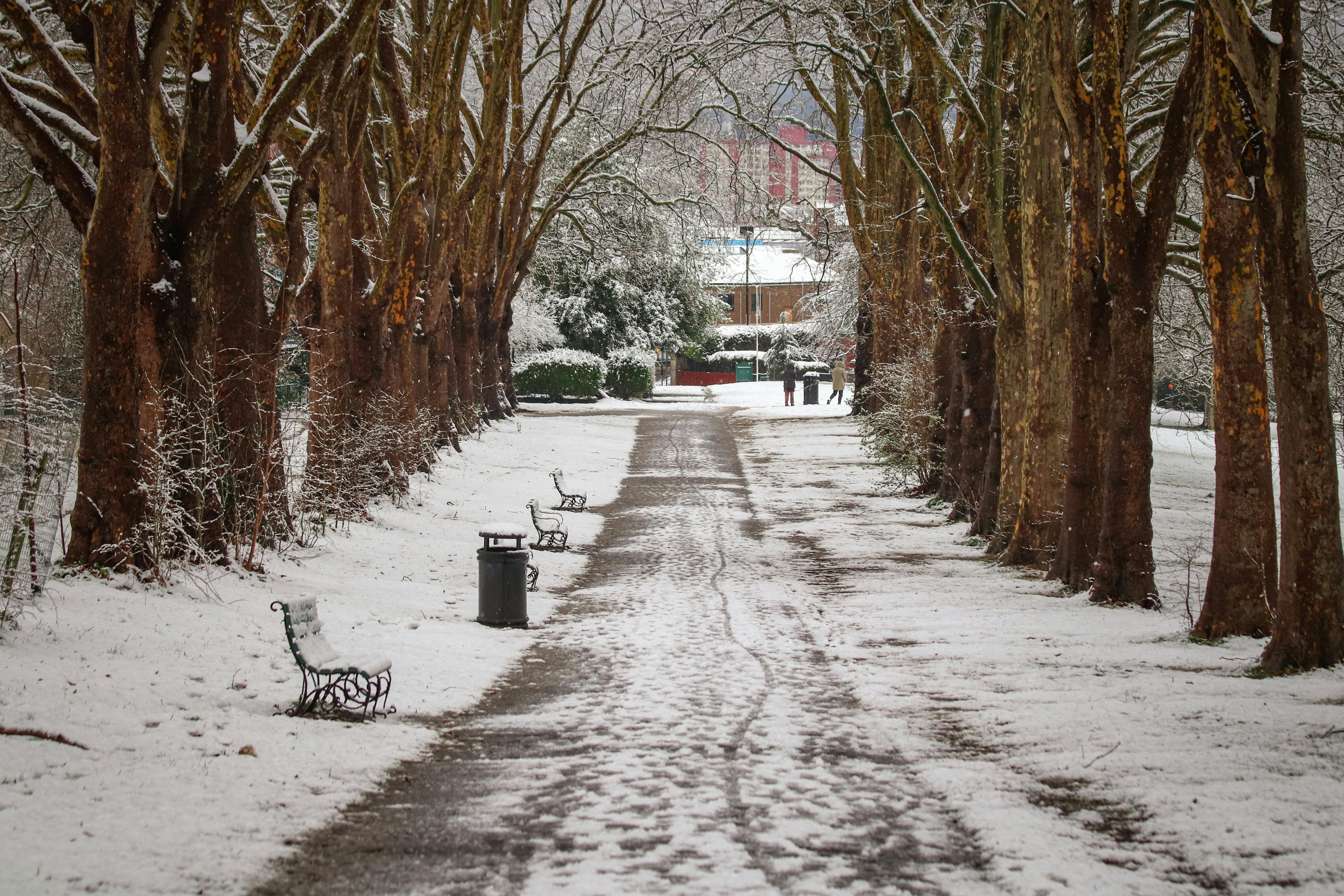 barren trees along park alley in winter