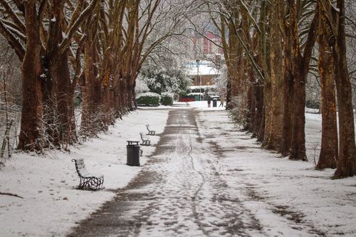 Free A serene winter scene with a snow-covered path lined by bare trees and benches. Stock Photo