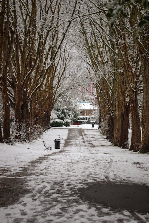 Kostenloses Stock Foto zu bäume, gasse, park