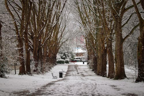 Бесплатное стоковое фото с Аллея, деревья, зима