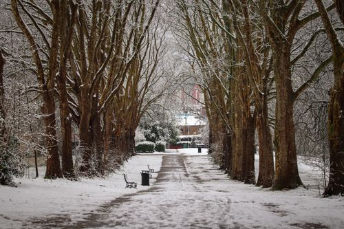 Free A tranquil winter scene with a snow-covered path lined by bare trees in a quiet park. Stock Photo