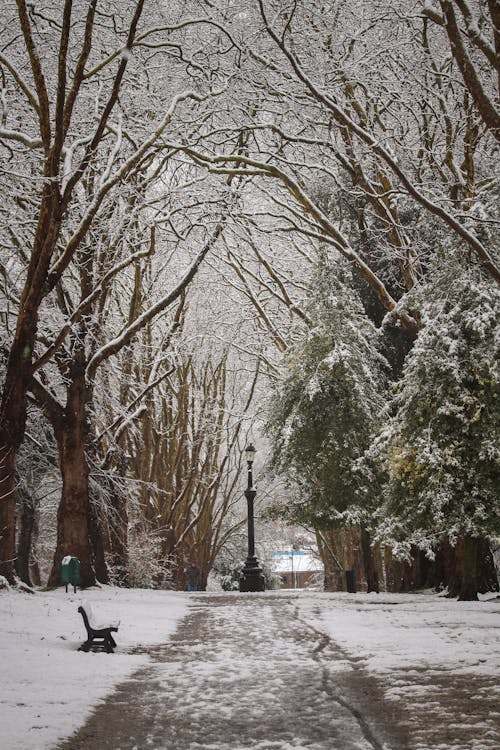 Foto profissional grátis de árvores, com frio, inverno