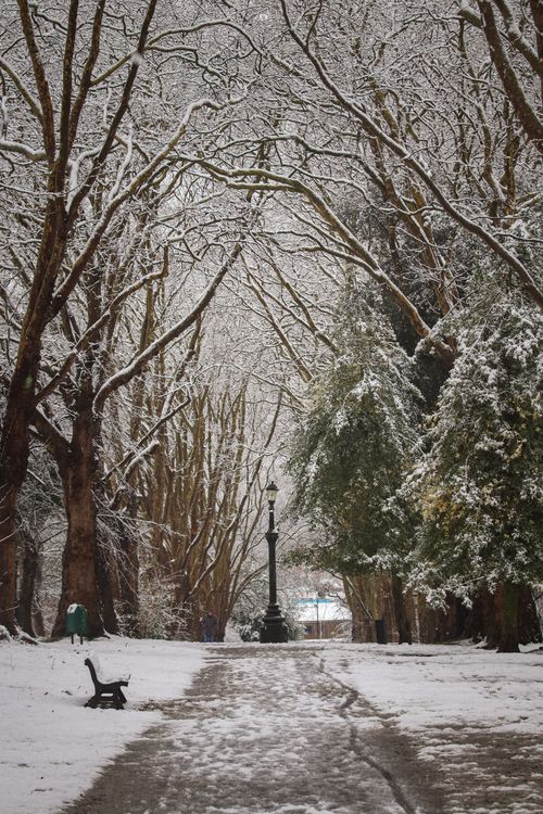 Free Snow-covered trees arching over a footpath in a peaceful Bristol park. Stock Photo
