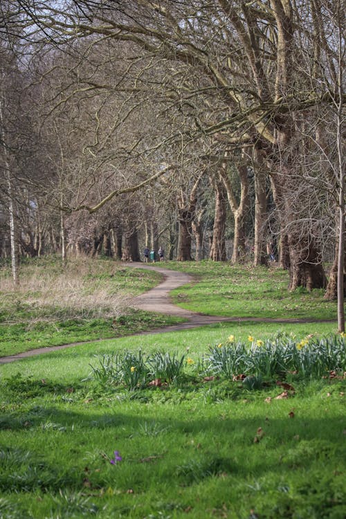 A path through a park with trees and grass