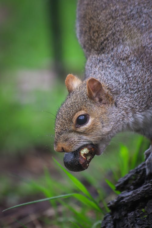 Imagine de stoc gratuită din adorabil, fotografie cu animale sălbatice, fotografie de animale