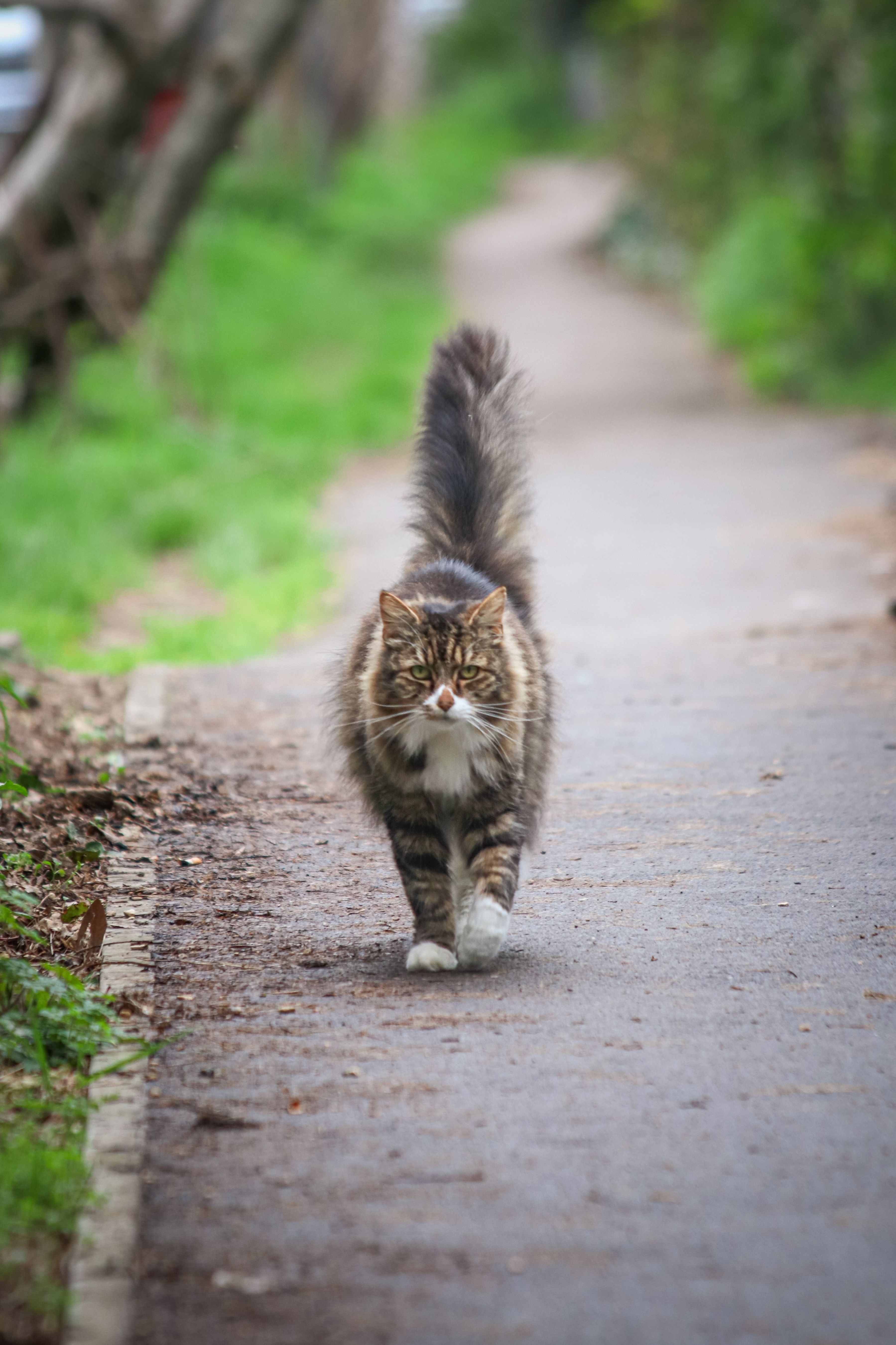 A cat walking down a path in the woods · Free Stock Photo