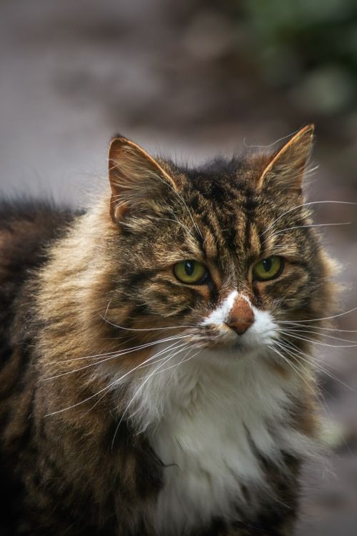 Free A detailed portrait of a fluffy brown and white Maine Coon cat sitting outdoors. Stock Photo