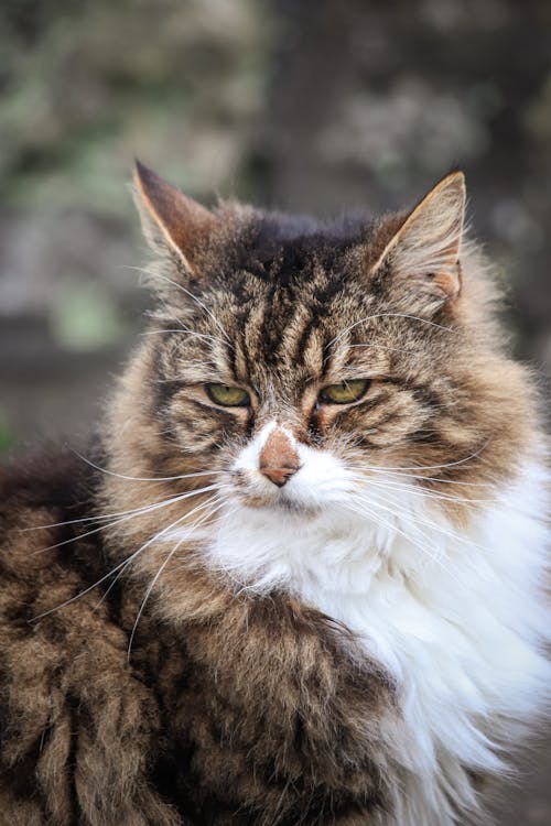 A cat with long hair and a white face