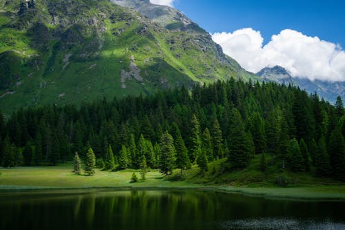 Fotobanka s bezplatnými fotkami na tému hory, ihličnatý, jazero