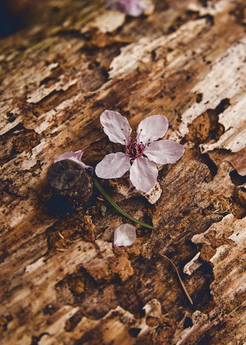 Flower on a log
