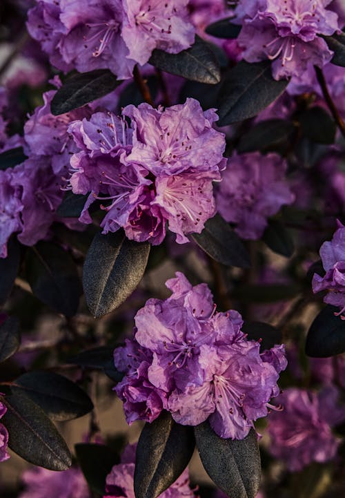 Kostenloses Stock Foto zu azalee, azaleenblüte, blühen