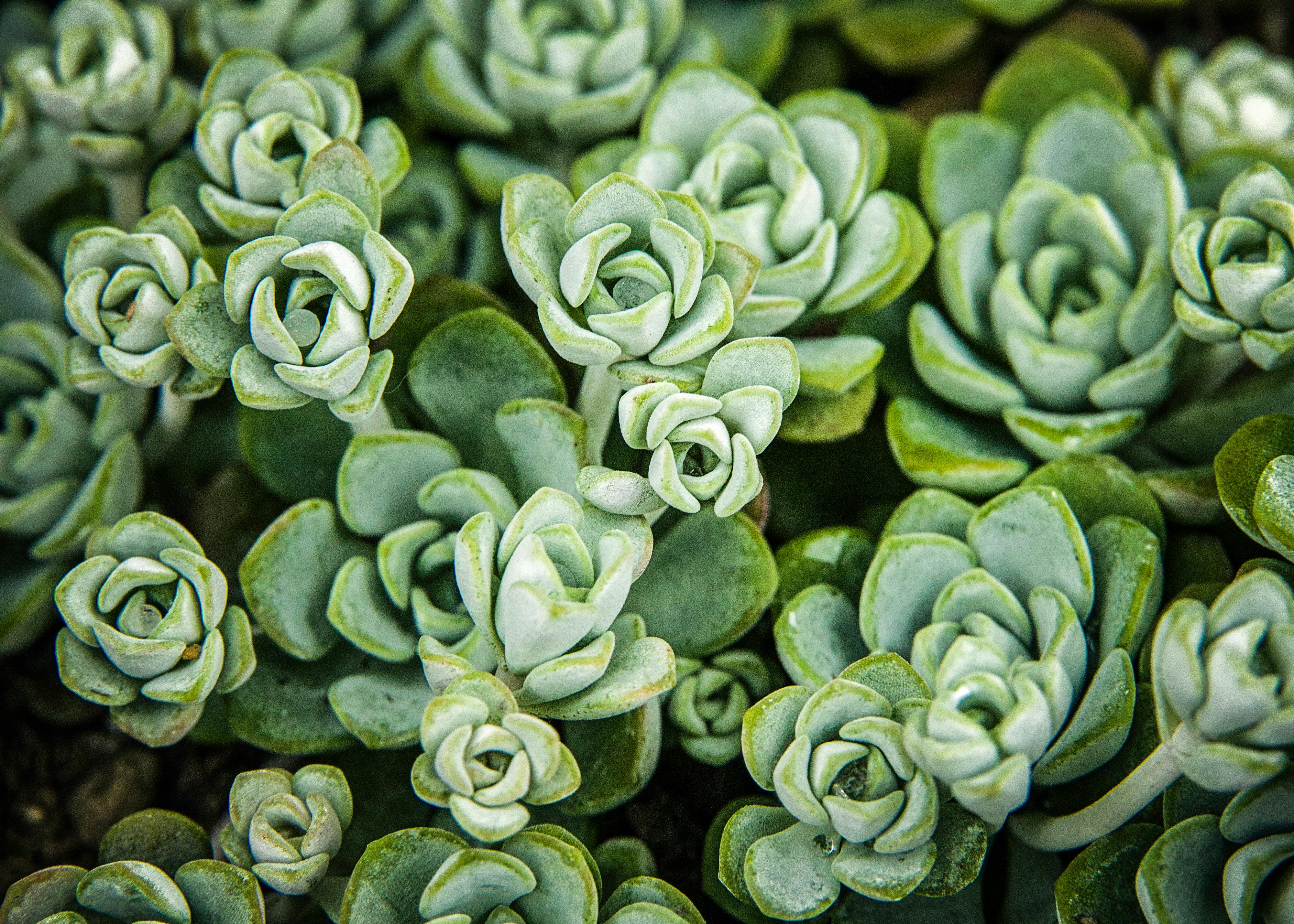 Vibrant close-up of green rosette succulents showcasing intricate growth patterns