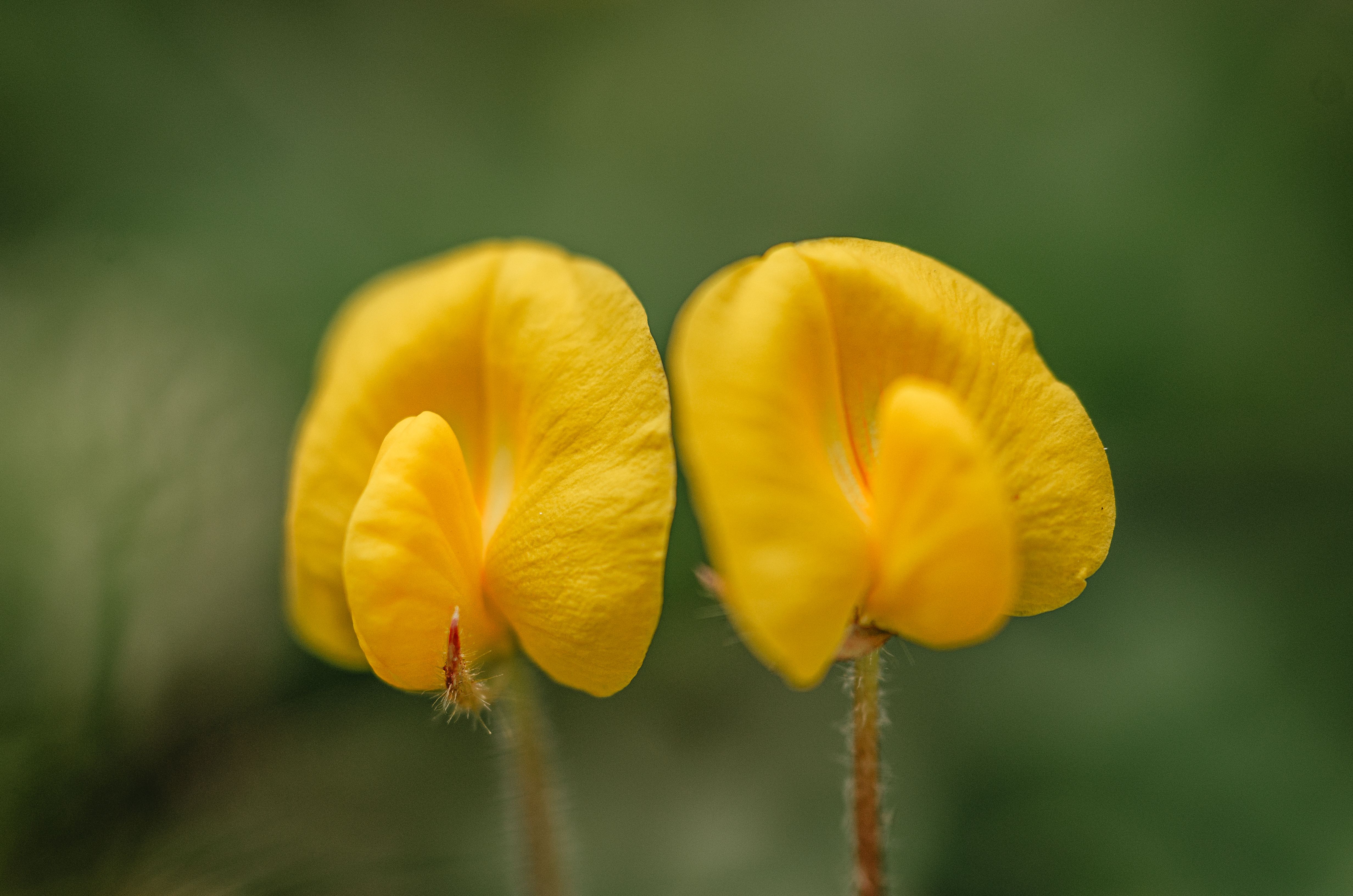 Fotomural Primer plano detallado de dos flores amarillas vibrantes de maní pinto con un suave fondo verde.