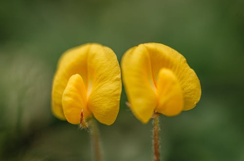 Two yellow flowers with green leaves in the background