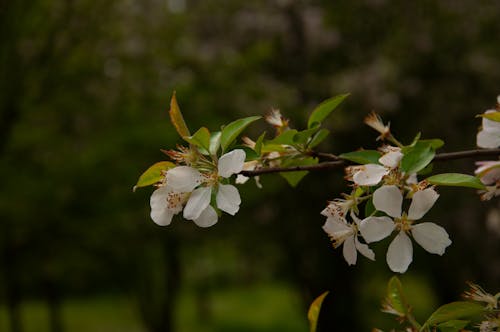 Gratis lagerfoto af forår, hvid blomst, nærbilleder