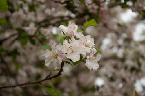 Gratis lagerfoto af forår, hvid blomst, nærbilleder