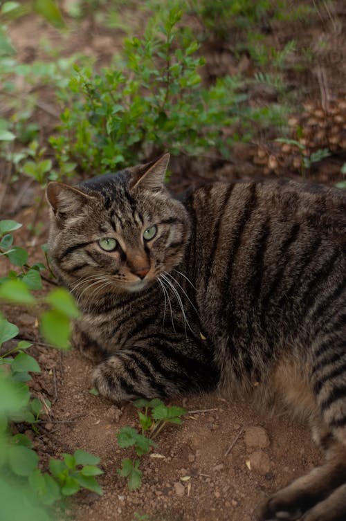 Gratis lagerfoto af 狸花猫