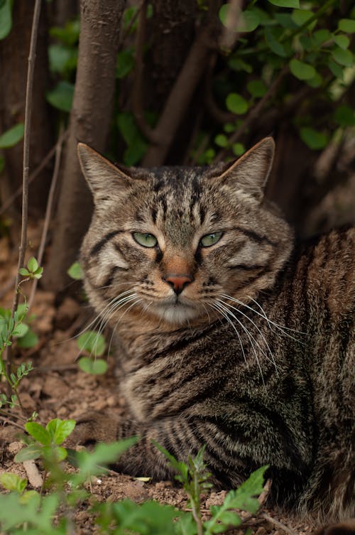 Free A cat sitting in the dirt near some bushes Stock Photo